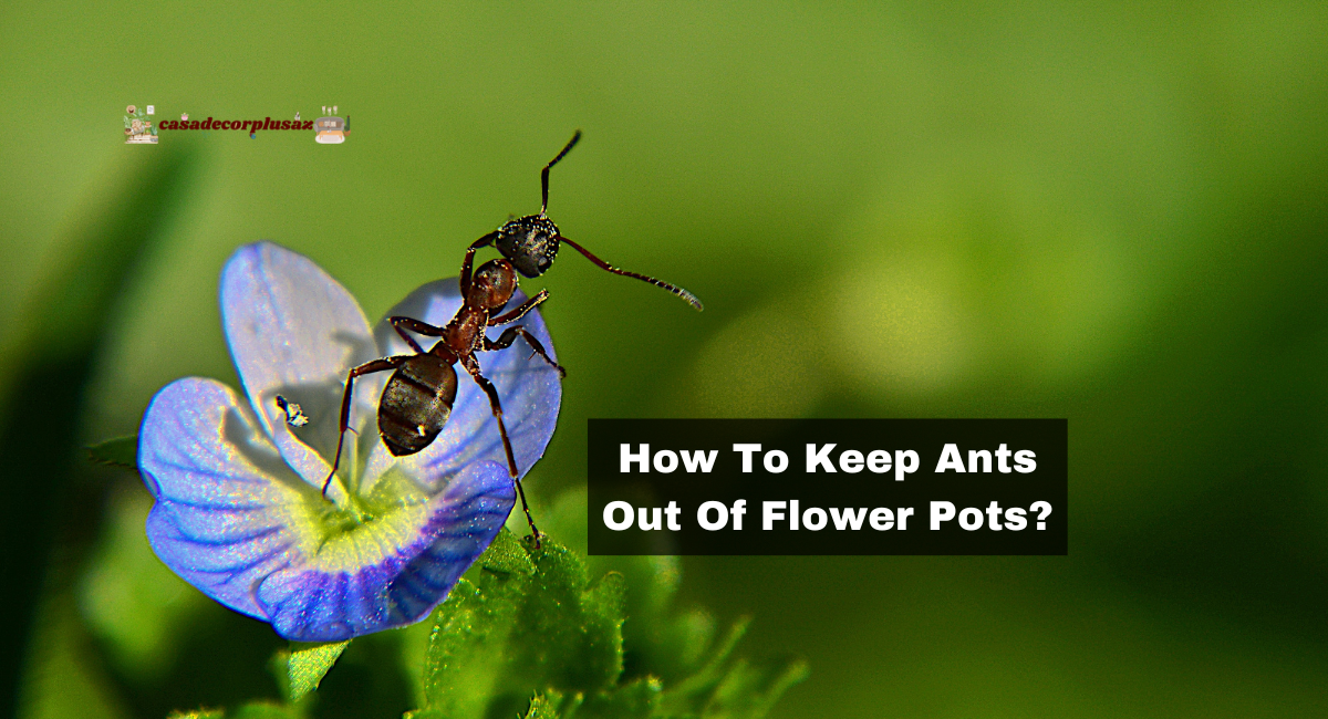 How To Keep Ants Out Of Flower Pots?