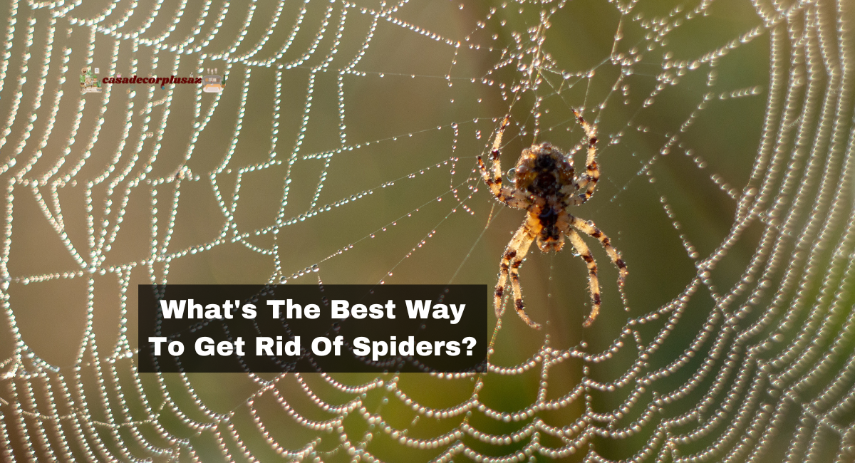 What's The Best Way To Get Rid Of Spiders?